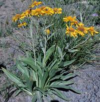 http://science.halleyhosting.com/nature/basin/sun/daisy/dugaldia/hoopesii3c.jpg